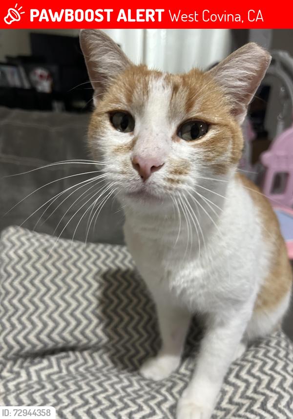 Lost Male Cat last seen Stephanie Dr & Wednesday Dr, West Covina, CA 91792
