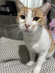 Lost Male Cat last seen Stephanie Dr & Wednesday Dr, West Covina, CA 91792