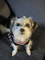 Lost Male Dog last seen buena park walker and crecent st, Buena Park, CA 90623