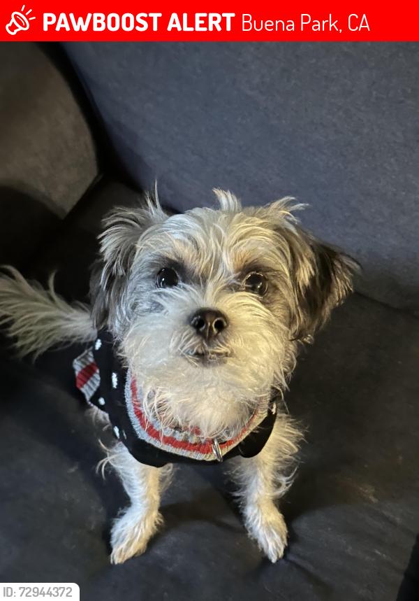 Lost Male Dog last seen buena park walker and crecent st, Buena Park, CA 90623