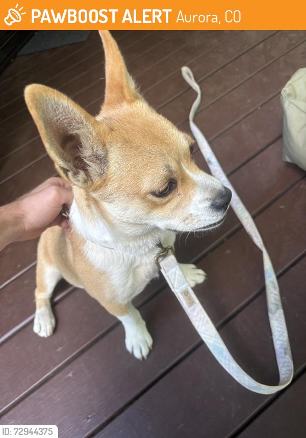 Found/Stray Female Dog last seen Near Stanley’s Marketplace, Aurora, CO 80010