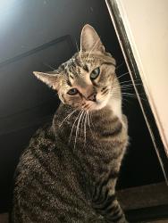Lost Female Cat last seen Woodley Rd, and Hill Rd / Woodley are in general, Winnetka, IL 60093