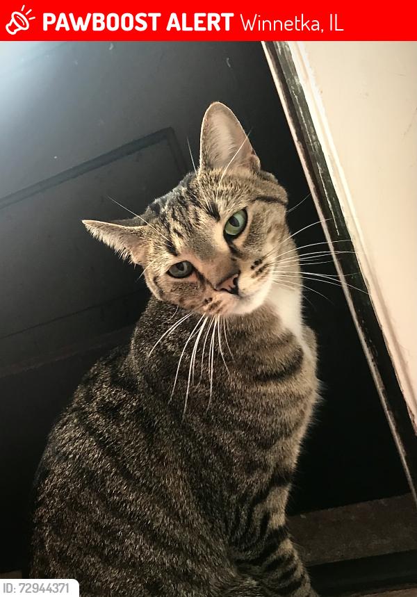 Lost Female Cat last seen Woodley Rd, and Hill Rd / Woodley are in general, Winnetka, IL 60093