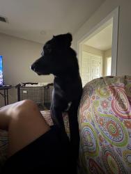 Reunited Male Dog last seen W Bell and Palm Dr, Pharr, TX 78577