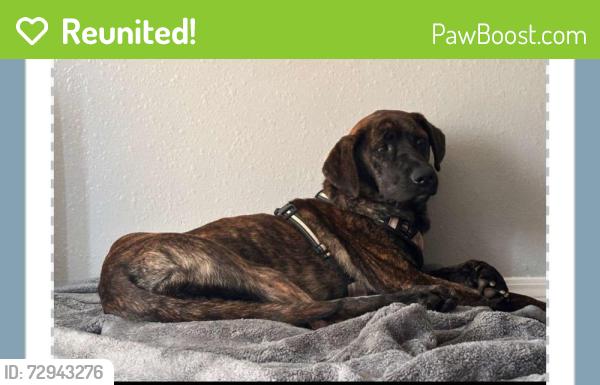 Reunited Male Dog last seen Near Jennings station rd police station , Jennings, MO 63136