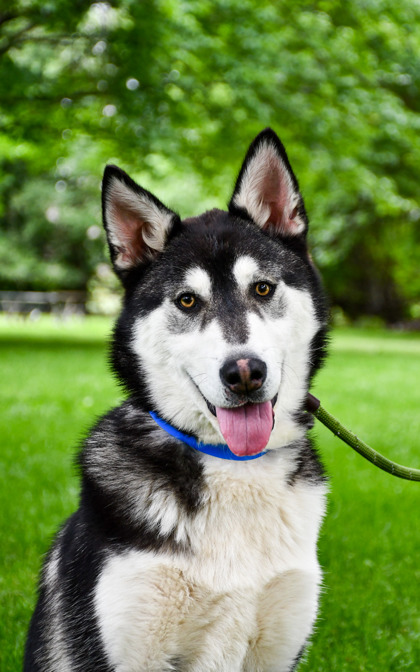 Shelter Stray Male Dog last seen Yakima County, WA 98936, Yakima, WA 98901