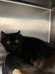 Shelter Stray Male Cat last seen Seattle, WA 98118, Seattle, WA 98119