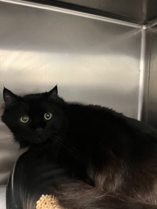 Shelter Stray Male Cat last seen Seattle, WA 98118, Seattle, WA 98119