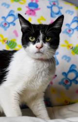 Shelter Stray Female Cat last seen Wapato, WA 98951, Yakima, WA 98901