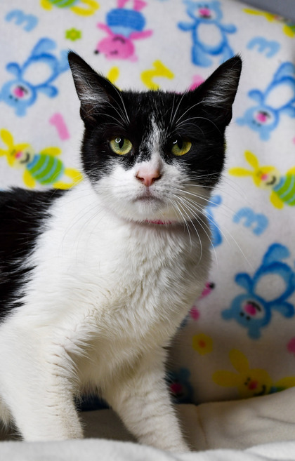 Shelter Stray Female Cat last seen Wapato, WA 98951, Yakima, WA 98901