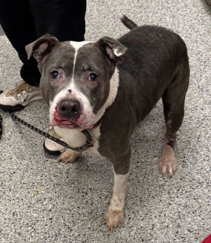Shelter Stray Female Dog last seen Near E 8th St, 64124, MO, Kansas City, MO 64132