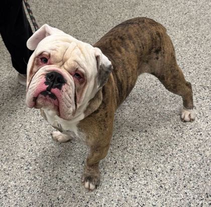 Shelter Stray Male Dog last seen Near east 4th St, 64106, MO, Kansas City, MO 64132