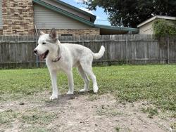 Reunited Male Dog last seen W Bell and Palm Dr, Pharr, TX 78577