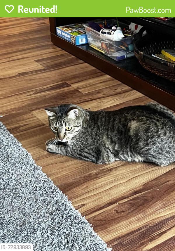 Reunited Male Cat last seen Robert & Butler, West Saint Paul, MN 55118