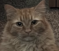 Lost Male Cat last seen Bat of 1027 Winton Avenue, Akron, OH 44320