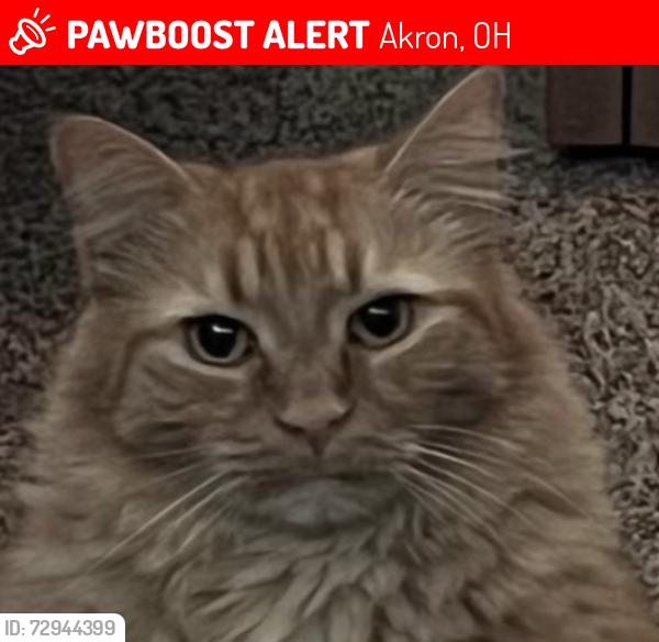 Lost Male Cat last seen Bat of 1027 Winton Avenue, Akron, OH 44320