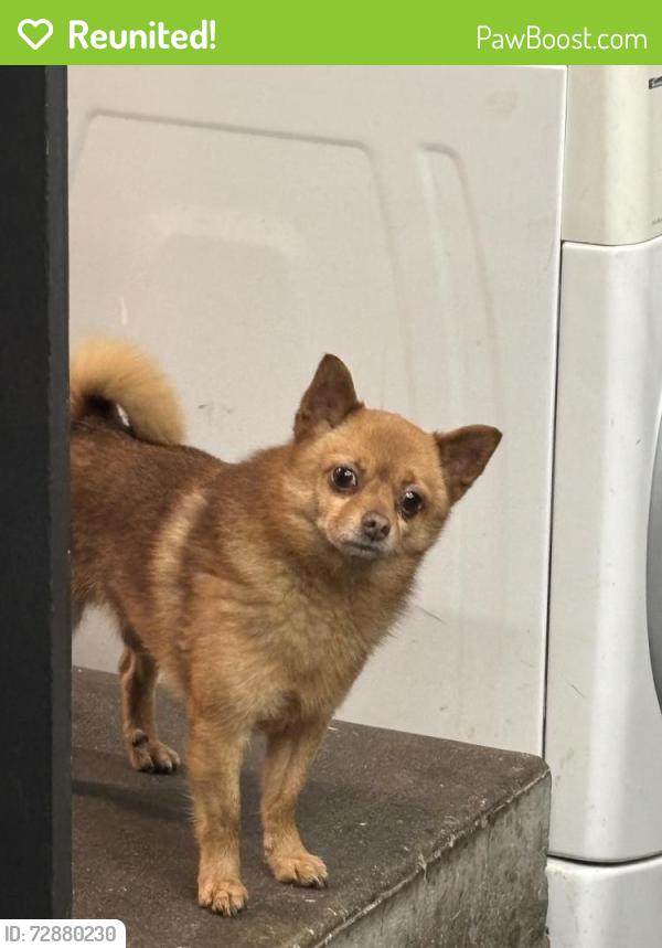 Reunited Male Dog last seen 109th Ave, Renton, WA 98055