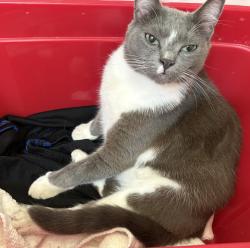 Reunited Female Cat last seen San Pablo Ave, San Pablo, CA 94804