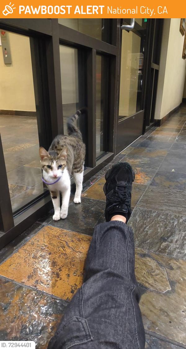 Found/Stray Female Cat last seen Across the chase bank, National City, CA 91950