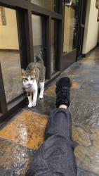 Found/Stray Female Cat last seen Across the chase bank, National City, CA 91950