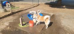 Reunited Male Dog last seen Walnut & North, Carmichael, CA 95608