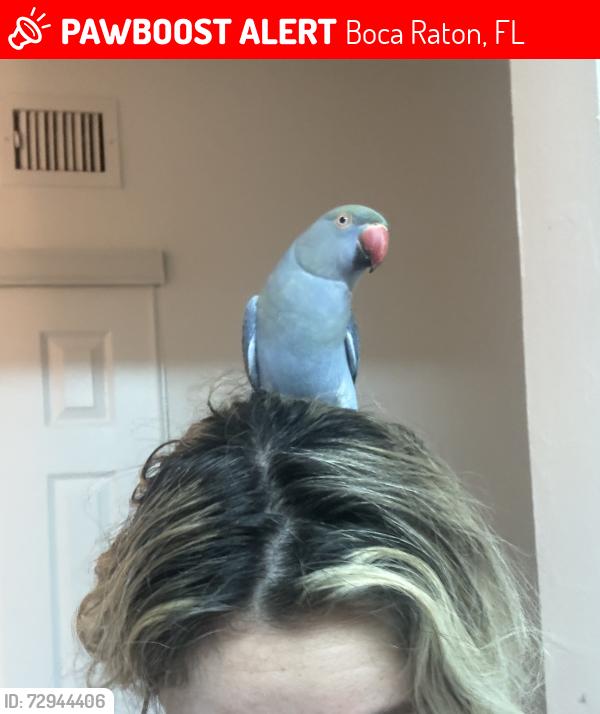 Lost Female Bird last seen Dixie highway , Boca Raton, FL 33432