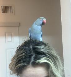 Lost Female Bird last seen Dixie highway , Boca Raton, FL 33432