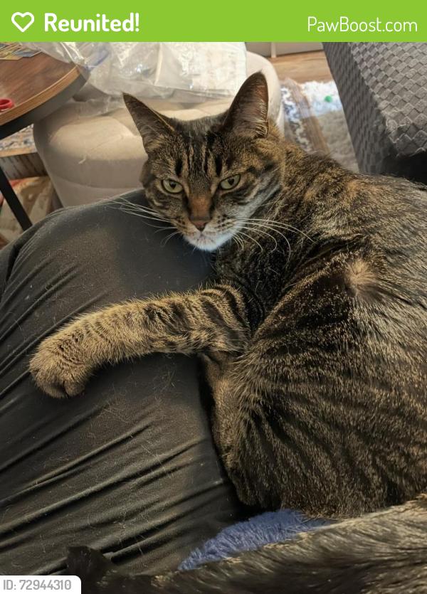 Reunited Female Cat last seen 13th ave SW and Decatur st, Olympia, WA 98502