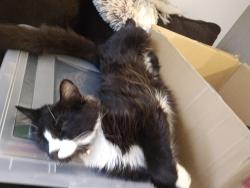 Lost Male Cat last seen Near 19 Ave , Calgary, AB T3B 0S9