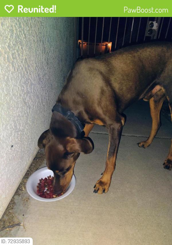 Reunited Male Dog last seen midvale and irvington, Tucson, AZ 85746
