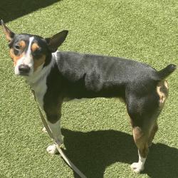 Shelter Stray Male Dog last seen Near Southern Boulevard, BRONX, NY, 10459, New York, NY 10029