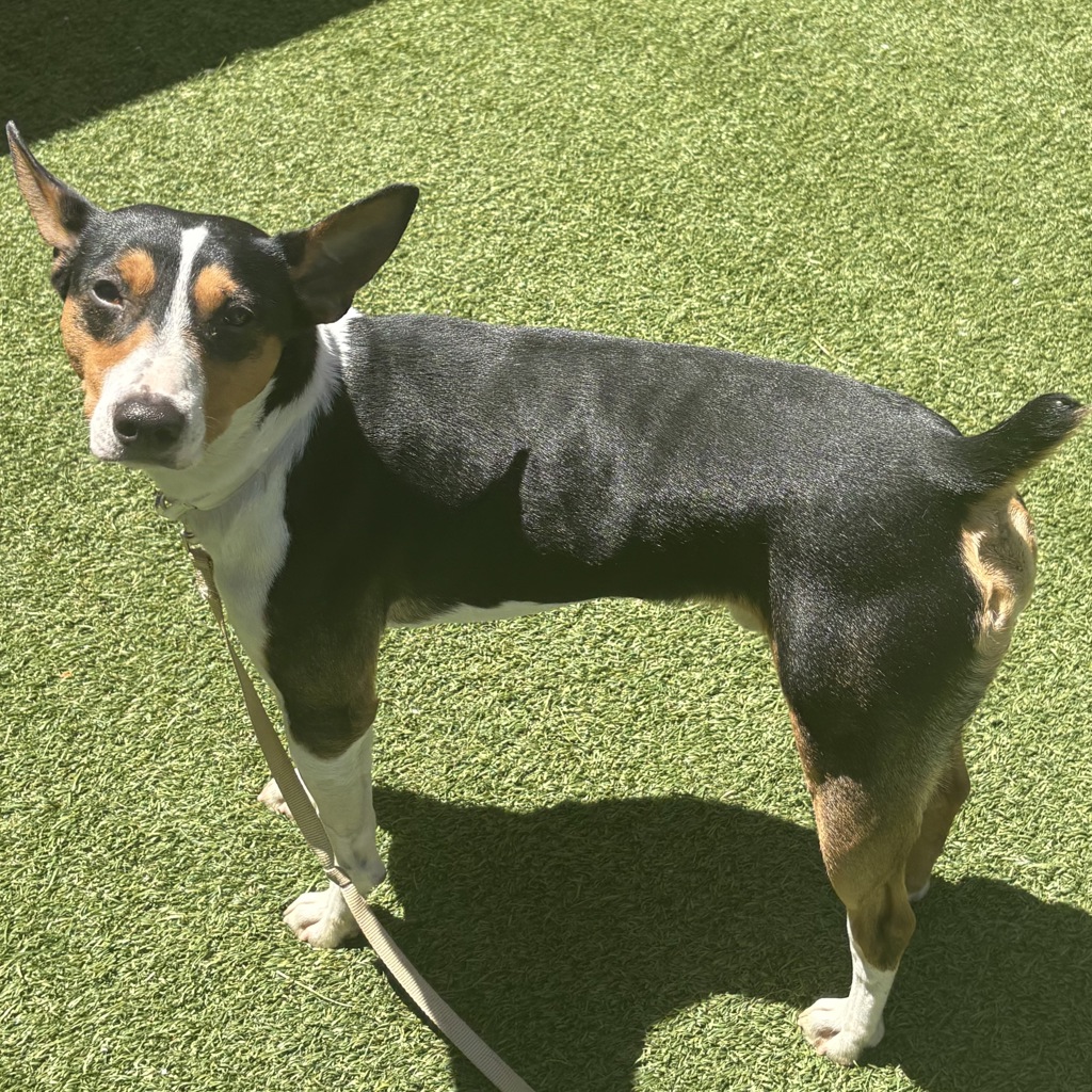 Shelter Stray Male Dog last seen Near Southern Boulevard, BRONX, NY, 10459, New York, NY 10029