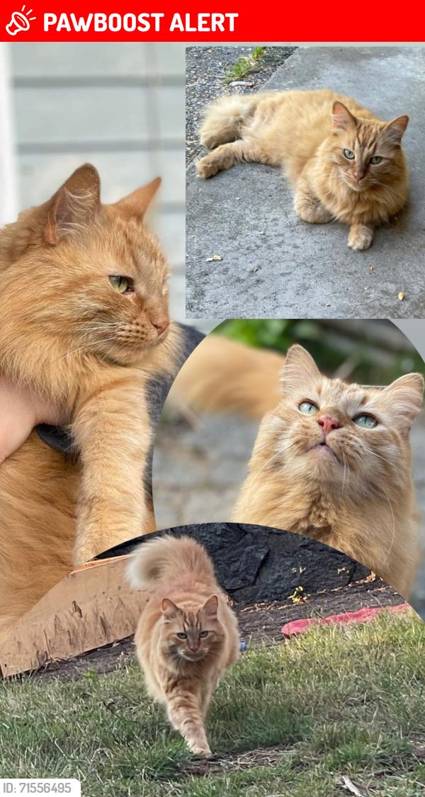 Lost Female Cat last seen Mary hill lane/Shaughnessy street, Port Coquitlam, BC V3C