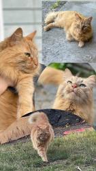 Lost Female Cat last seen Mary hill lane/Shaughnessy street, Port Coquitlam, BC V3C