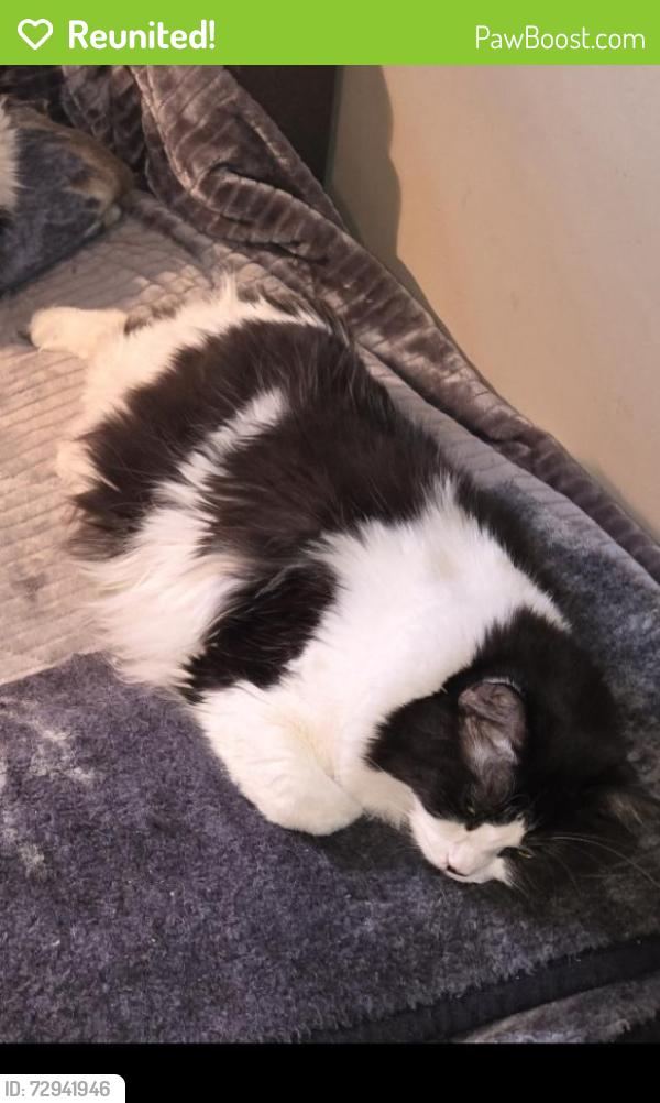 Reunited Female Cat last seen King rd , Abbotsford, BC V2T 5X4