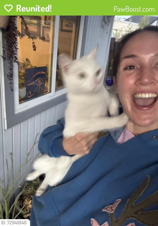 Reunited Female Cat last seen Hammond Dr near St Columba, San Diego, CA 92123
