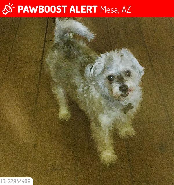 Lost Male Dog last seen 87th st and Hawes, Mesa, AZ 85207