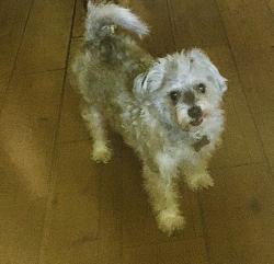 Lost Male Dog last seen 87th st and Hawes, Mesa, AZ 85207