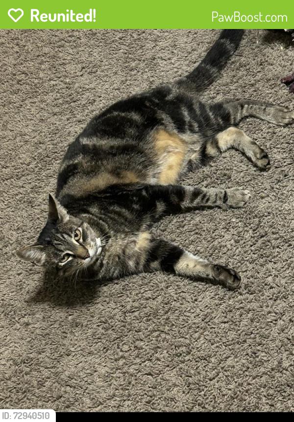 Reunited Female Cat last seen Smeed/Hewitt, Caldwell, ID 83605