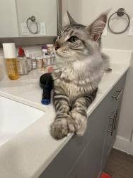 Found/Stray Male Cat last seen HEB eldorado, Webster, TX 77598