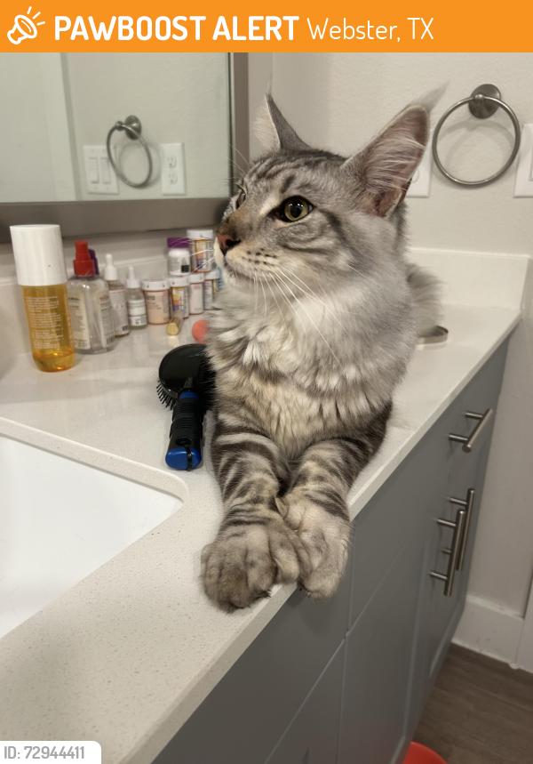 Found/Stray Male Cat last seen HEB eldorado, Webster, TX 77598