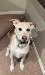 Reunited Female Dog last seen willow and E 36th, Anchorage, AK 99504