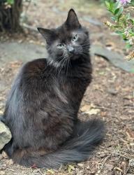 Reunited Male Cat last seen Golf course drivers , Rohnert Park, CA 94928