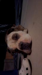 Reunited Male Dog last seen Power broadway, Mesa, AZ 85208