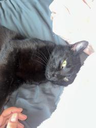 Found/Stray Male Cat last seen Canon Park, 31st Street, Applebees, Hastings, MN 55033