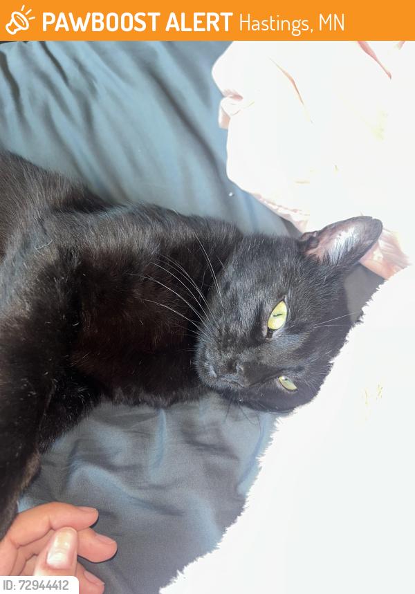 Found/Stray Male Cat last seen Canon Park, 31st Street, Applebees, Hastings, MN 55033