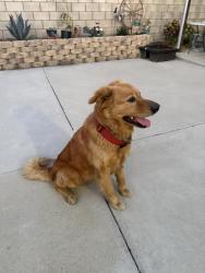 Found/Stray Male Dog last seen Atlantic and Santa Ana, Cudahy, CA 90201