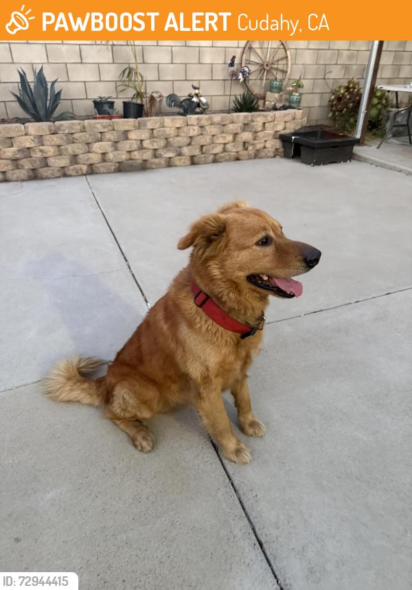Found/Stray Male Dog last seen Atlantic and Santa Ana, Cudahy, CA 90201