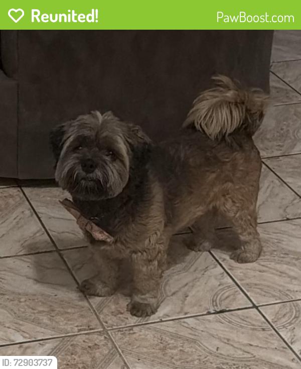 Reunited Male Dog last seen Lynn and Washington , Sunrise Manor, NV 89115