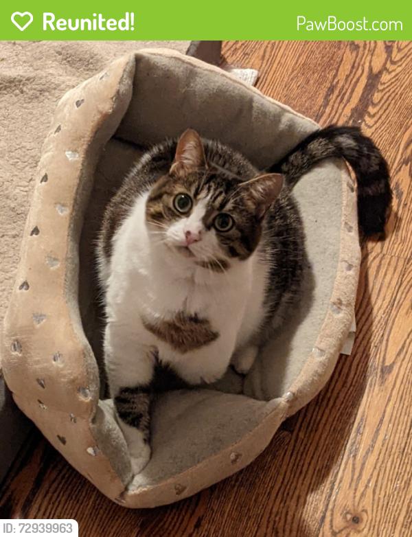 Reunited Female Cat last seen North Circle Drive between Paseo and Van Buren , Colorado Springs, CO 80909